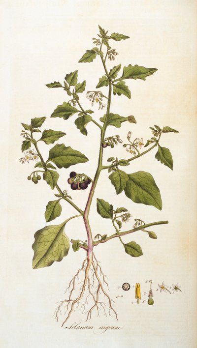 Solanum nigrum [hierba mora], ilustración de Flora Londiniensis [Flores de Londres] de William Curtis, publicada 1777-98 de English School