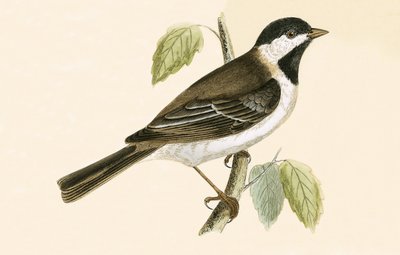 Carbonero sombrío, ilustración de 