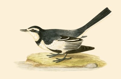 Lavandera Sombría, ilustración de 