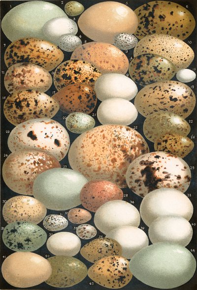 Huevos de algunas aves británicas favoritas de English School