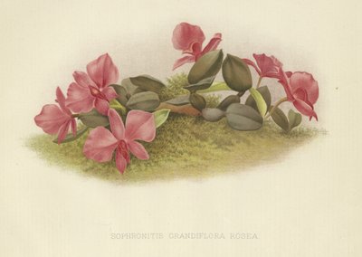 Sophronitis grandiflora rosea de English School