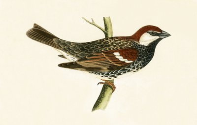 Gorrión español, ilustración de 