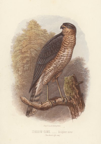 Gavilán, Accipiter Nisus (litografía en color) de English School