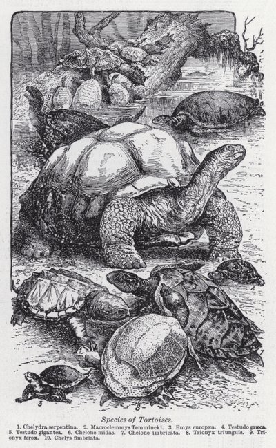 Especies de tortugas de English School