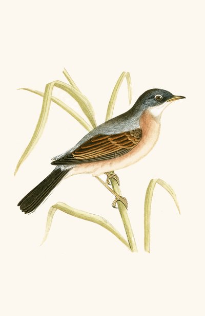 Curruca tomillera, ilustración de 