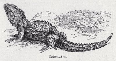 Sphenodon de English School