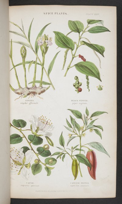 Plantas de especias, de 