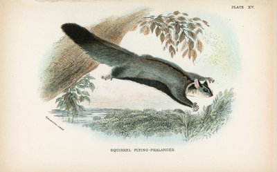 Ardilla planeadora de English School