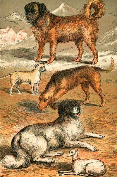 San Bernardo, Bulldog, Sabueso, Terranova y Galgo Italiano de English School