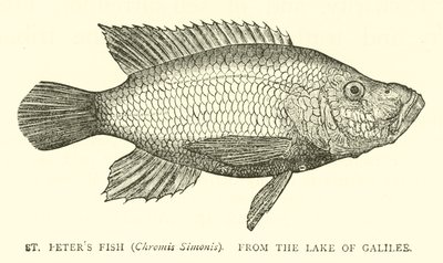 Pez de San Pedro (Chromis Simonis), del Lago de Galilea de English School
