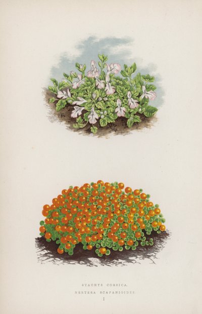 Stachys Corsica; Nertera Scapanioides de English School