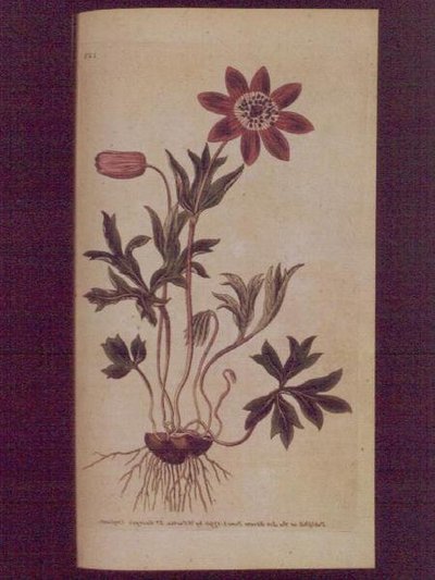 Anémona estrellada (Anemone hortensis), lámina 123 de 