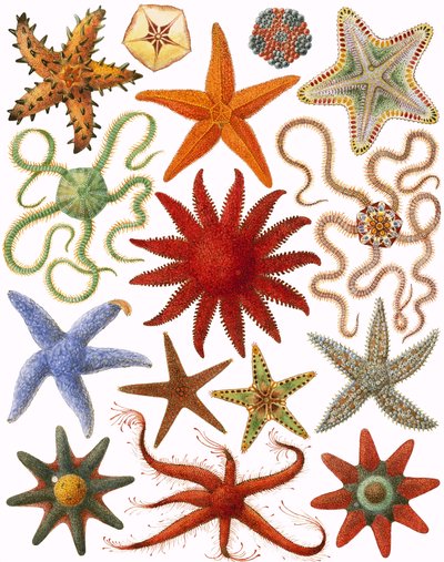 Estrella de mar de English School