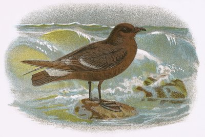 Petrel de tormenta de English School
