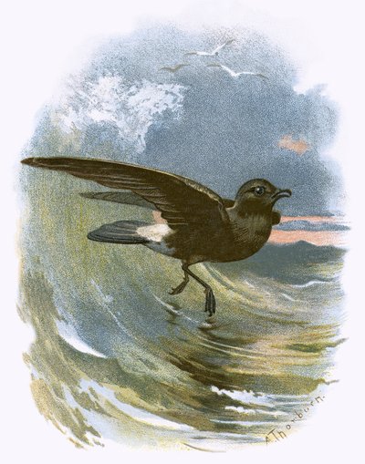 Petrel de tormenta de English School