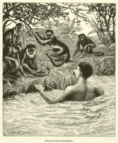 Extraño comportamiento de los monos (grabado) de English School