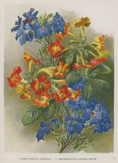 Streptosolon Jamesoni, Leschenaultia Biloba Major de English School