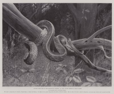 Estudios de la vida en los Jardines Zoológicos, serpiente coral sudamericana de English School