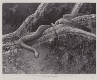 Estudios de la vida en los Jardines Zoológicos, el hogar de la serpiente arbórea plúmbea de English School