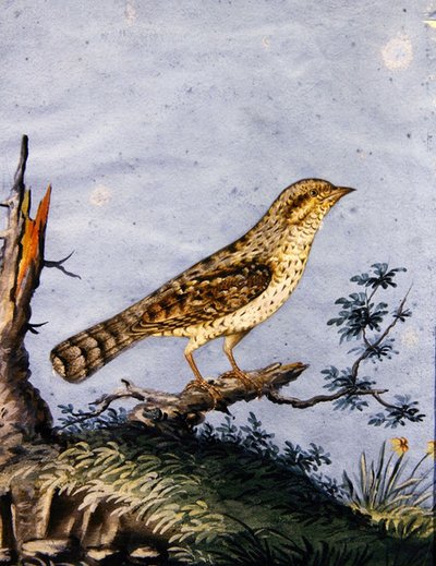 Estudio de un pájaro, c.1800 de English School