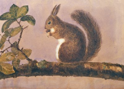 Estudio de una ardilla en una rama, c.1840 de English School