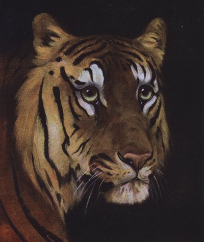 Estudio de la cabeza de un tigre (litografia en color) de English School