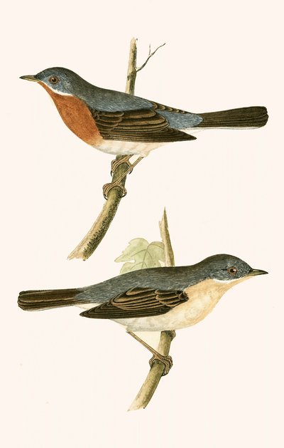 Curruca subalpina, ilustración de 