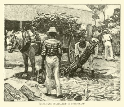 Cultivo de caña de azúcar en Queensland de English School