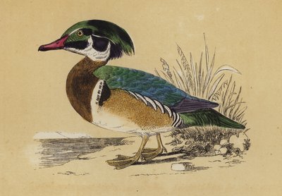 Pato de verano (litografía en color) de English School