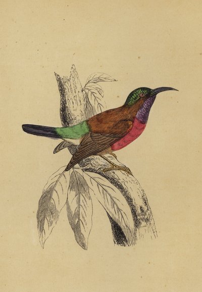 Pájaro sol de English School