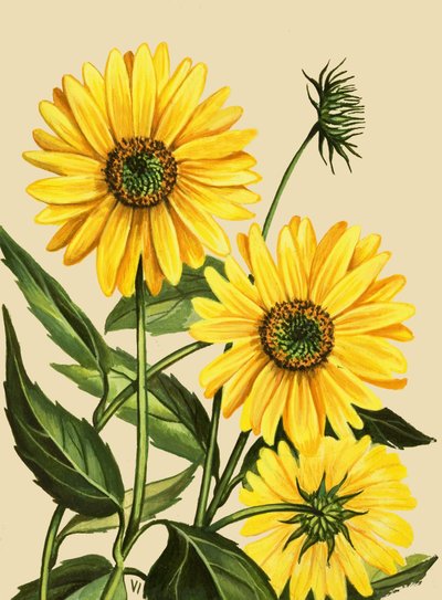 Girasol de English School