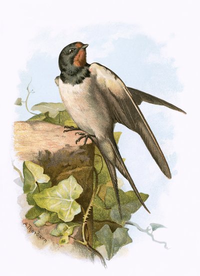 Golondrina de English School