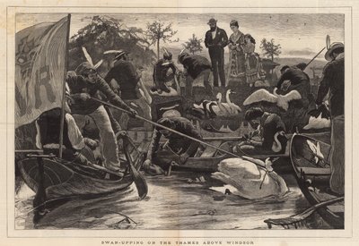 Swan-upping en el Támesis sobre Windsor de English School