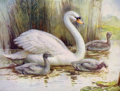 Cisnes y pollitos (litografia en color) de English School