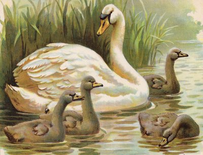 Cisne y polluelos (litografía en color) de English School