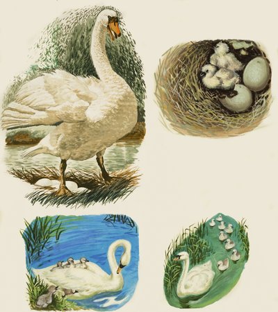 Cisnes de English School