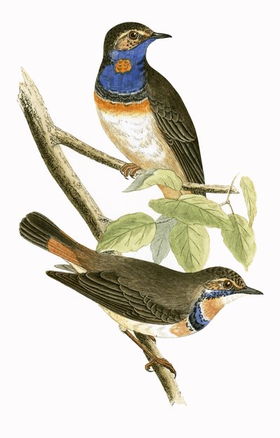 Ruiseñor azul sueco, ilustración de 
