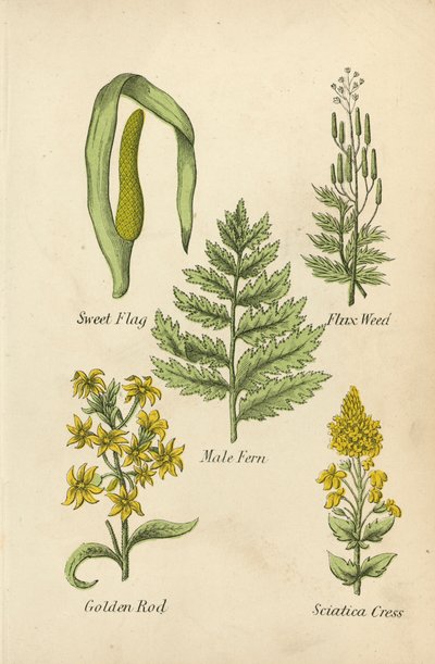Hierba de las flores, Hierba de los flujos, Helecho macho, Vara de oro, Berro ciático (litografía en color) de English School