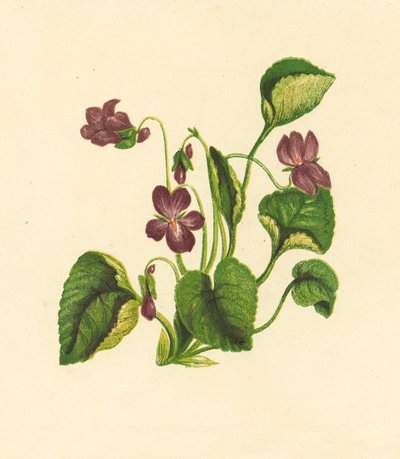 Violeta dulce, Viola odorata (litografía en color) de English School