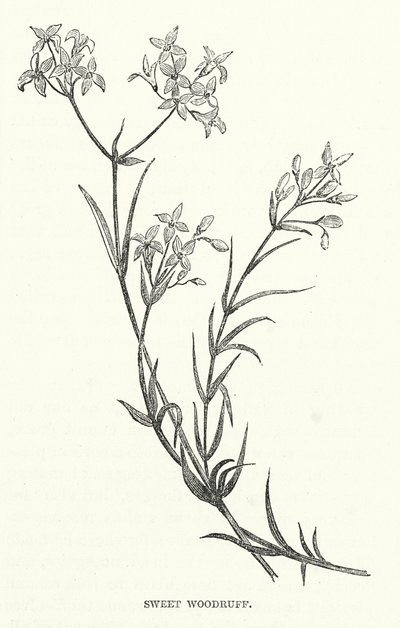 Sweet Woodruff (grabado) de English School