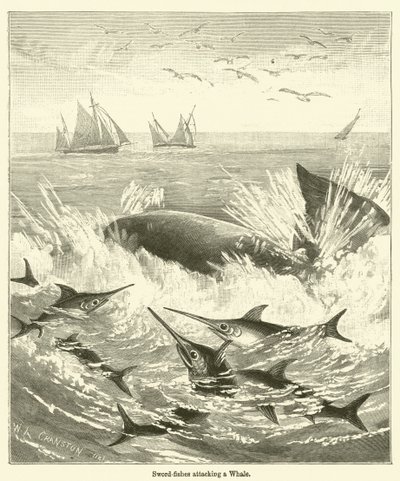Peces espada atacando una ballena (grabado) de English School