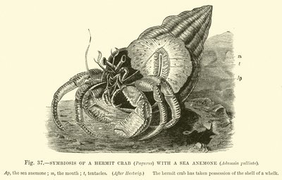 Simbiosis de un Cangrejo Ermitaño (Pagurus) con una Anémona de Mar, Adamsia palliata de English School