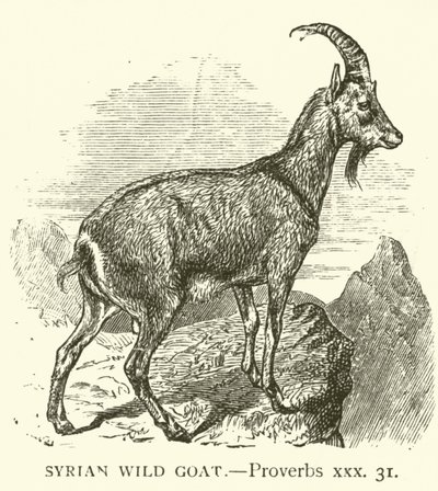 Cabra Montés Siria, Proverbios, xxx, 31 de English School