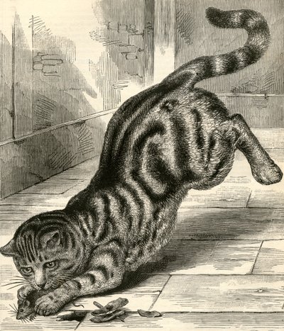 Gato atigrado abalanzándose sobre un ratón de English School