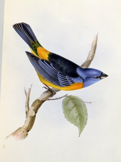 Tanagra Darwini, lámina 34 de La Zoología del Viaje del H.M.S. Beagle 1832-36, por Charles Darwin (1809-92), 1840 de English School