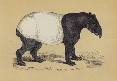 Tapir de English School