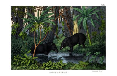 Tapir de English School