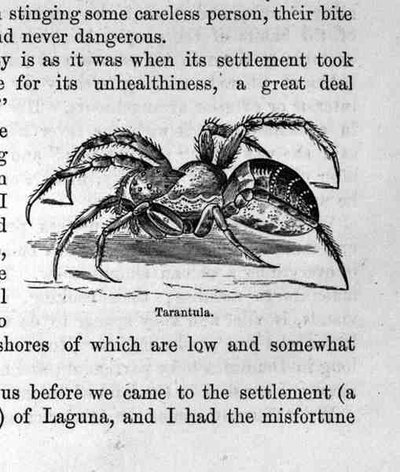 Tarántula, de Santo Domingo pasado y presente por Samuel Hazard, pub. 1873 de English School