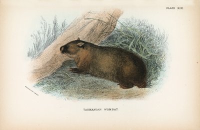 Wombat de Tasmania de English School