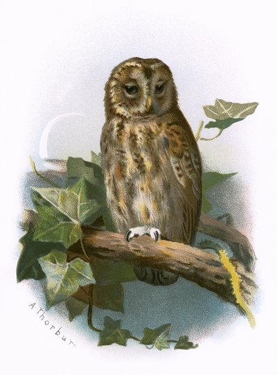 Búho Pardo de English School